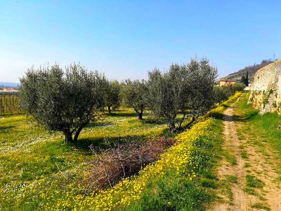 Yoga e Passeggiata panoramica nelle Terre dell’Amarone Yoga e Passeggiata panoramica nelle Terre dell’Amarone desktop picture
