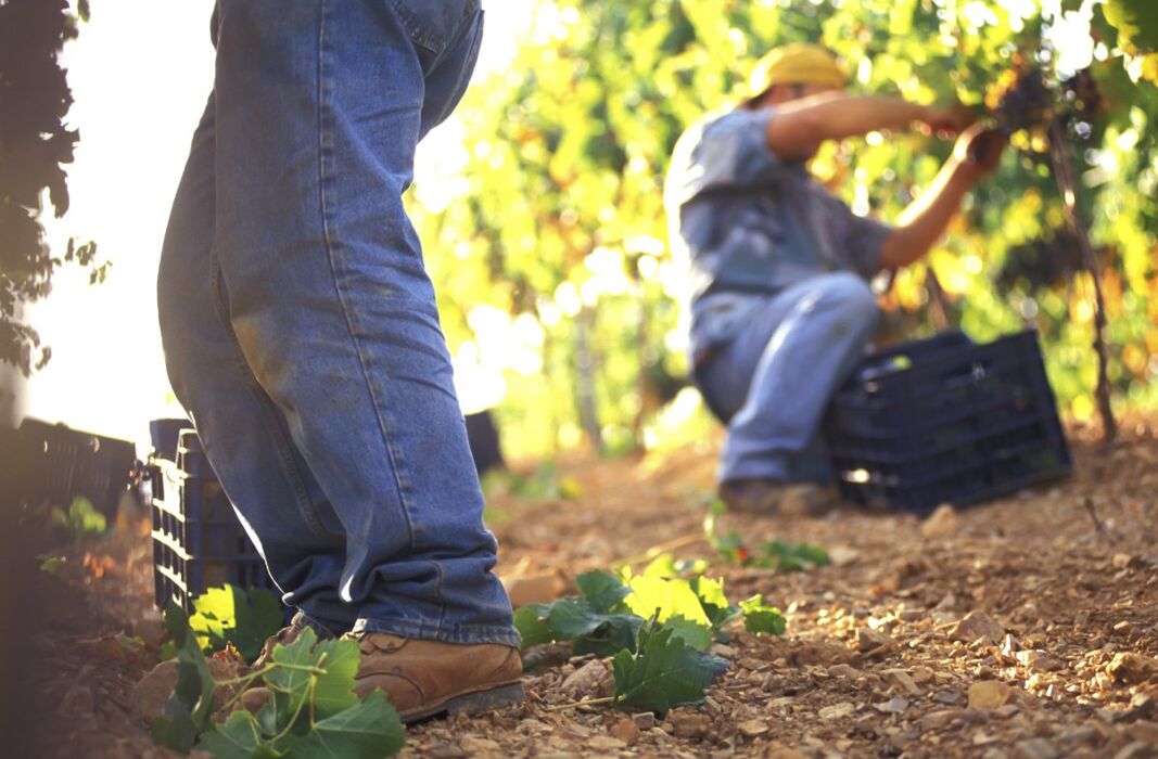 Una Giornata da Vignaioli: Tra Vendemmia, Pigiatura e Degustazioni Una Giornata da Vignaioli: Tra Vendemmia, Pigiatura e Degustazioni desktop picture