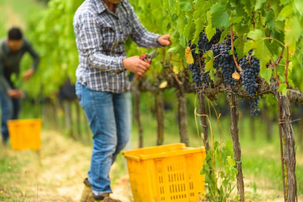 Una Giornata da Vignaioli: Tra Vendemmia, Pigiatura e Degustazioni Una Giornata da Vignaioli: Tra Vendemmia, Pigiatura e Degustazioni desktop picture