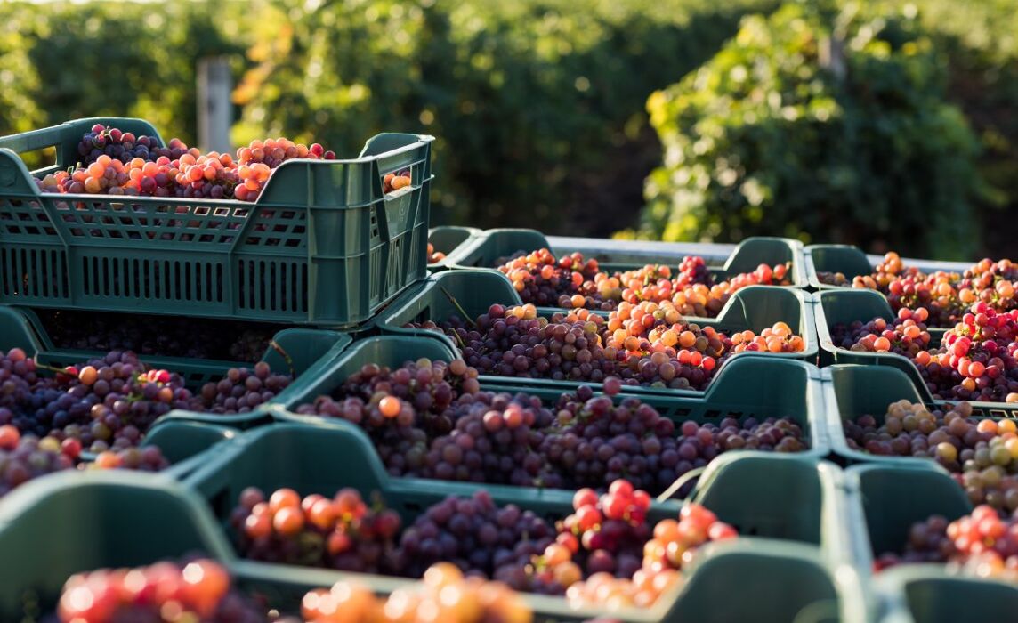 Una Giornata da Vignaioli: Tra Vendemmia, Pigiatura e Degustazioni Una Giornata da Vignaioli: Tra Vendemmia, Pigiatura e Degustazioni desktop picture