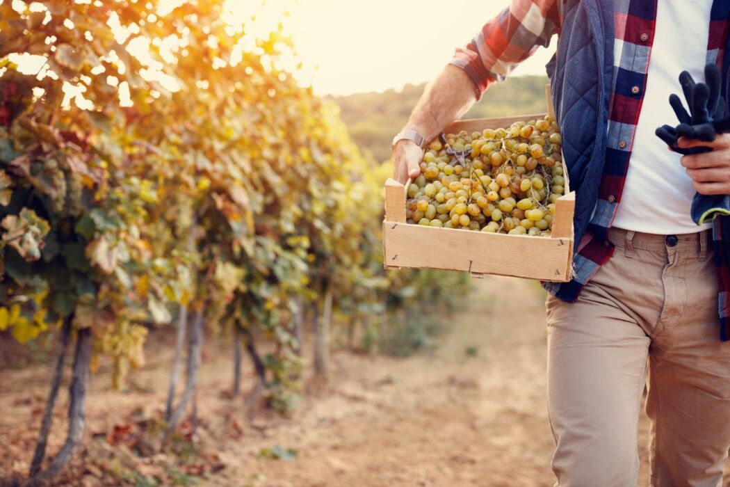Una Giornata da Vignaioli: Tra Vendemmia, Pigiatura e Degustazioni Una Giornata da Vignaioli: Tra Vendemmia, Pigiatura e Degustazioni desktop picture