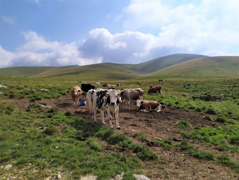 Cima Trappola e Passo Malera: Trekking tra Carega e Lessinia Cima Trappola e Passo Malera: Trekking tra Carega e Lessinia desktop picture