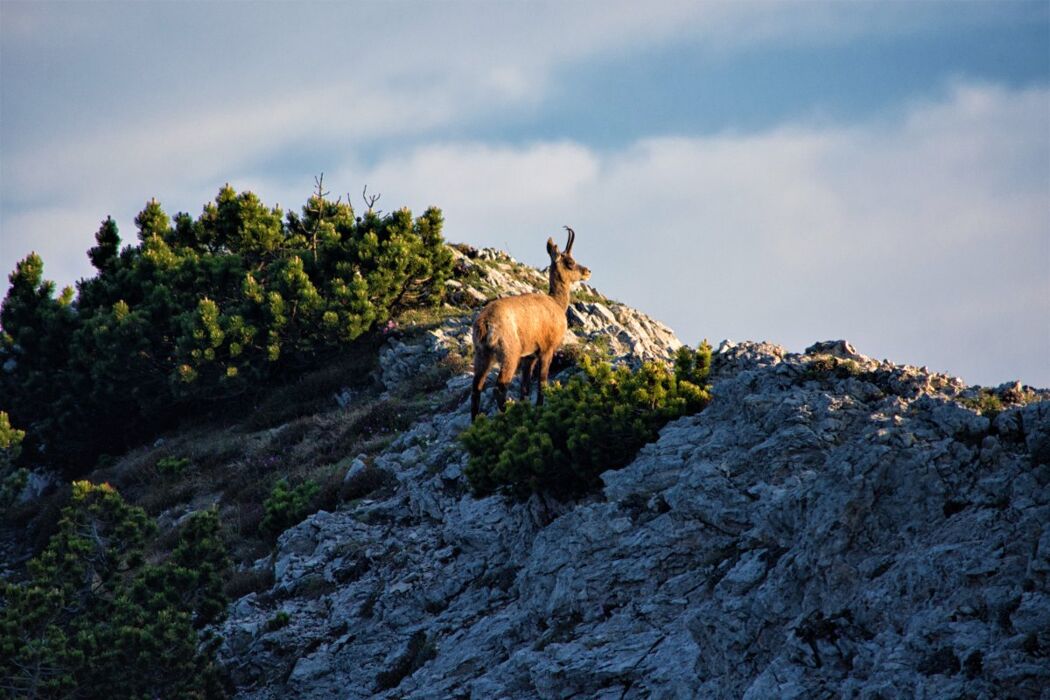 Da Passo Rocca Pia al Corno d’Aquilio: Trekking in Lessinia con vista Da Passo Rocca Pia al Corno d’Aquilio: Trekking in Lessinia con vista desktop picture