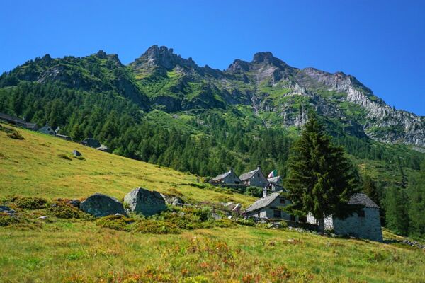 Event card Boschi e Alpeggi al Monte Cistella: Alla Scoperta di un Angolo di Paradiso cover image