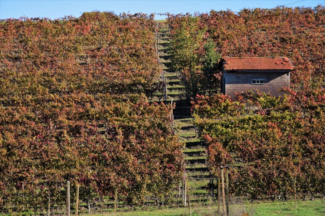 Morsasco-Cremolino: Percorso tra Castelli e Assaggi di Prodotti Locali Morsasco-Cremolino: Percorso tra Castelli e Assaggi di Prodotti Locali desktop picture