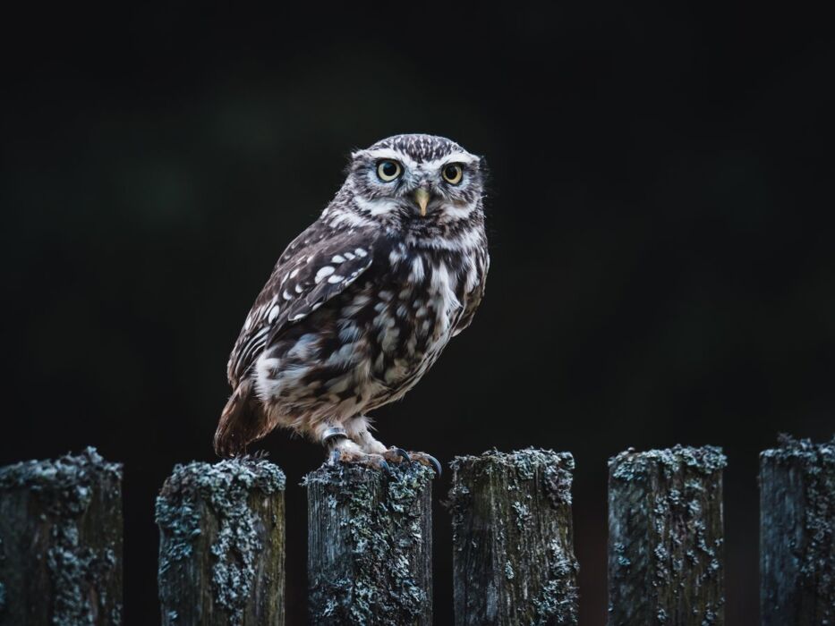 Parco Pineta: Escursione con Pic-Nic Sotto le Stelle Parco Pineta: Escursione con Pic-Nic Sotto le Stelle desktop picture