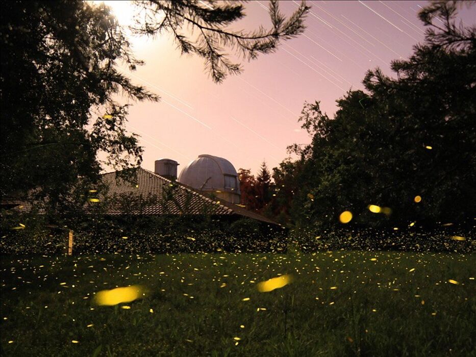 Parco Pineta: Escursione con Pic-Nic Sotto le Stelle Parco Pineta: Escursione con Pic-Nic Sotto le Stelle desktop picture