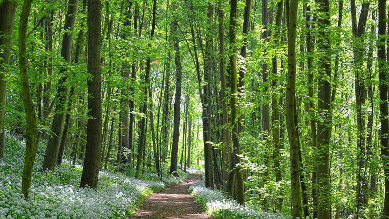 Passeggiata tra boschi e stagni del Parco Pineta di Appiano Gentile Passeggiata tra boschi e stagni del Parco Pineta di Appiano Gentile desktop picture