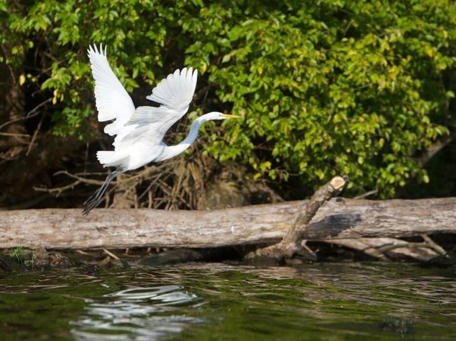 Passeggiata Esclusiva nell'Oasi Naturale del Parco degli Aironi Passeggiata Esclusiva nell'Oasi Naturale del Parco degli Aironi desktop picture