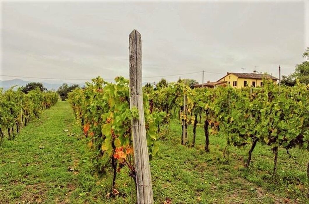 Tesori della Campagna Lucchese: Tra Profumi di Vendemmia e Ville Rinascimentali Tesori della Campagna Lucchese: Tra Profumi di Vendemmia e Ville Rinascimentali desktop picture