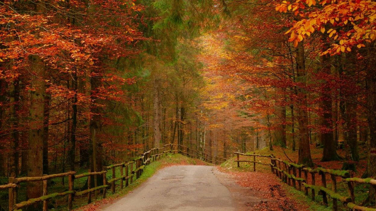 Nel Bosco del Cansiglio, Dimora del Cervo e Fiaba d’Autunno Nel Bosco del Cansiglio, Dimora del Cervo e Fiaba d’Autunno desktop picture