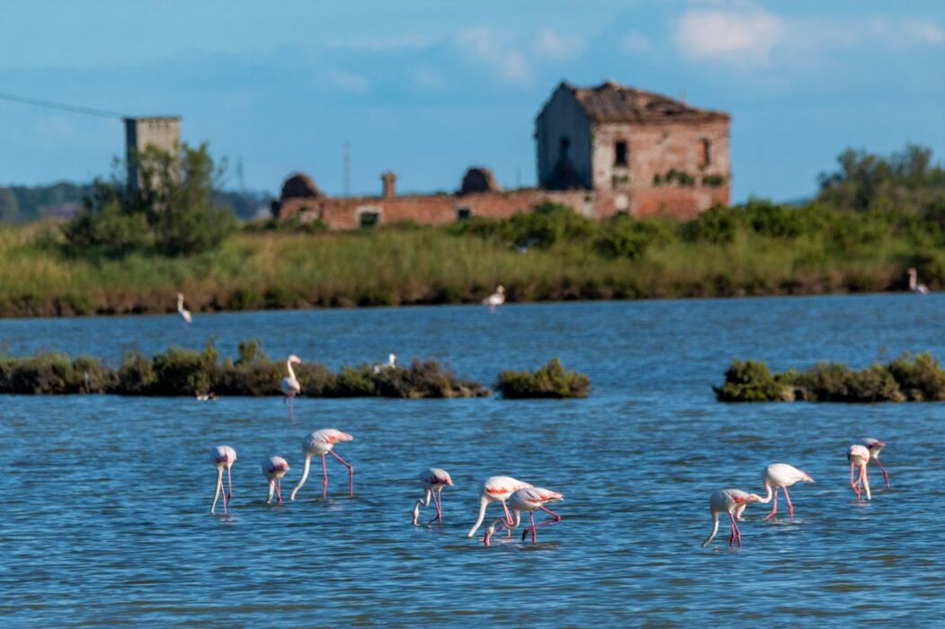 Passeggiata tra le Foci del Po di Volano e l’Abbazia di Pomposa Passeggiata tra le Foci del Po di Volano e l’Abbazia di Pomposa desktop picture