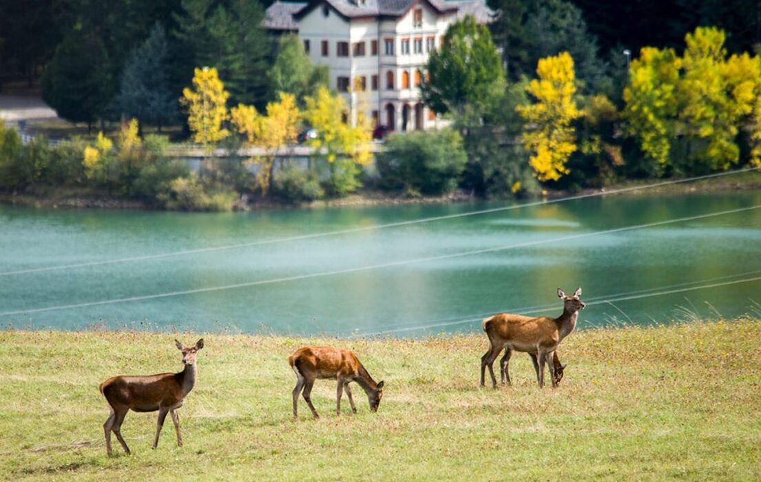 Escursione di Osservazione Faunistica: maestosi cervi e secolari castagni al Parco dei Due Laghi Escursione di Osservazione Faunistica: maestosi cervi e secolari castagni al Parco dei Due Laghi desktop picture