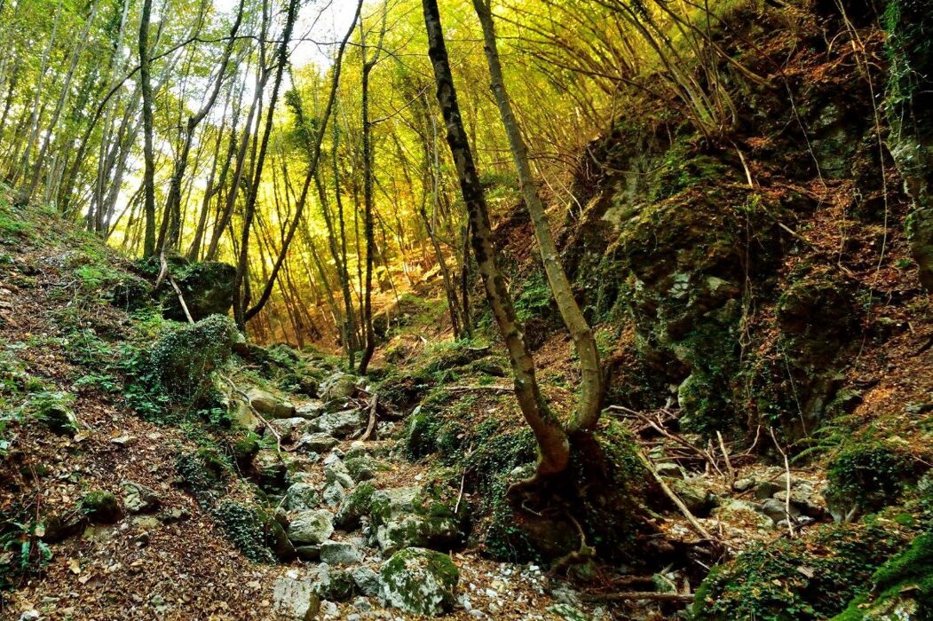 Trekking nella Natura della Valle Scurosa Trekking nella Natura della Valle Scurosa desktop picture