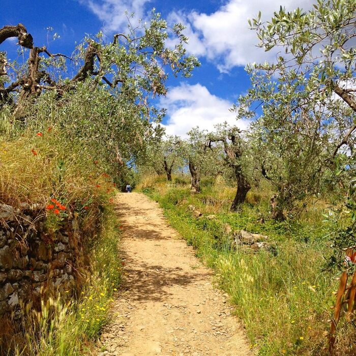 Passeggiata sulle Orme di Leonardo da Vinci Passeggiata sulle Orme di Leonardo da Vinci desktop picture