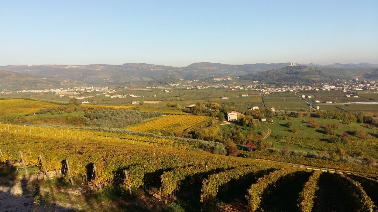 Passeggiata tra i Vigneti con Degustazione Passeggiata tra i Vigneti con Degustazione desktop picture