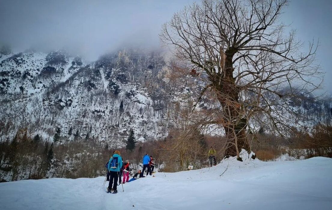 Ciaspolata lungo il Sentiero dei Grandi Alberi - Seconda Parte Ciaspolata lungo il Sentiero dei Grandi Alberi - Seconda Parte desktop picture