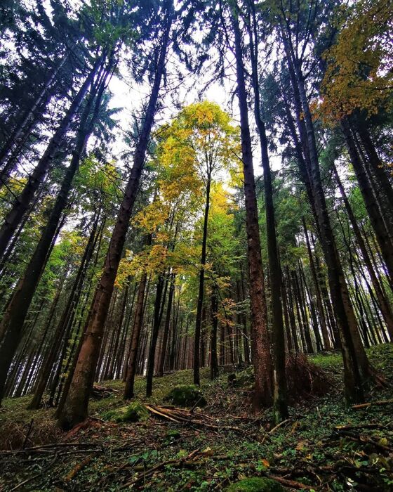 Passeggiata al Tretto: Tra Miniere, Torrenti e Contrade Passeggiata al Tretto: Tra Miniere, Torrenti e Contrade desktop picture