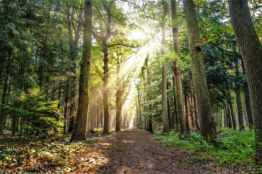 Trekking da Montereggi alla Via degli Dei Trekking da Montereggi alla Via degli Dei desktop picture