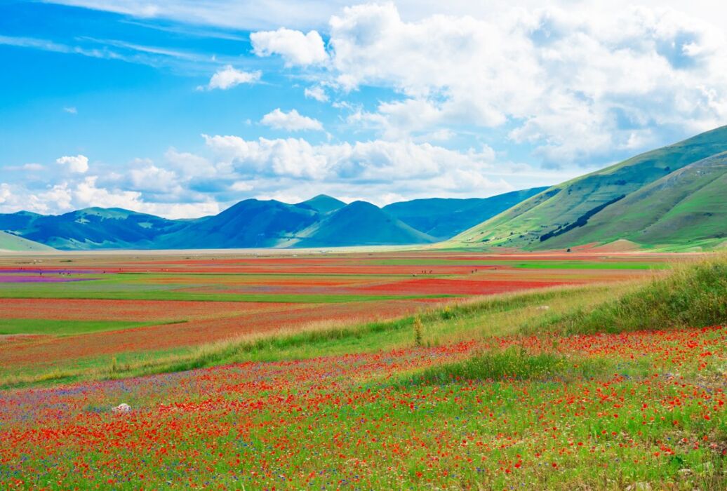 La Fioritura a Castelluccio di Norcia: viaggio in bus da Verona La Fioritura a Castelluccio di Norcia: viaggio in bus da Verona desktop picture