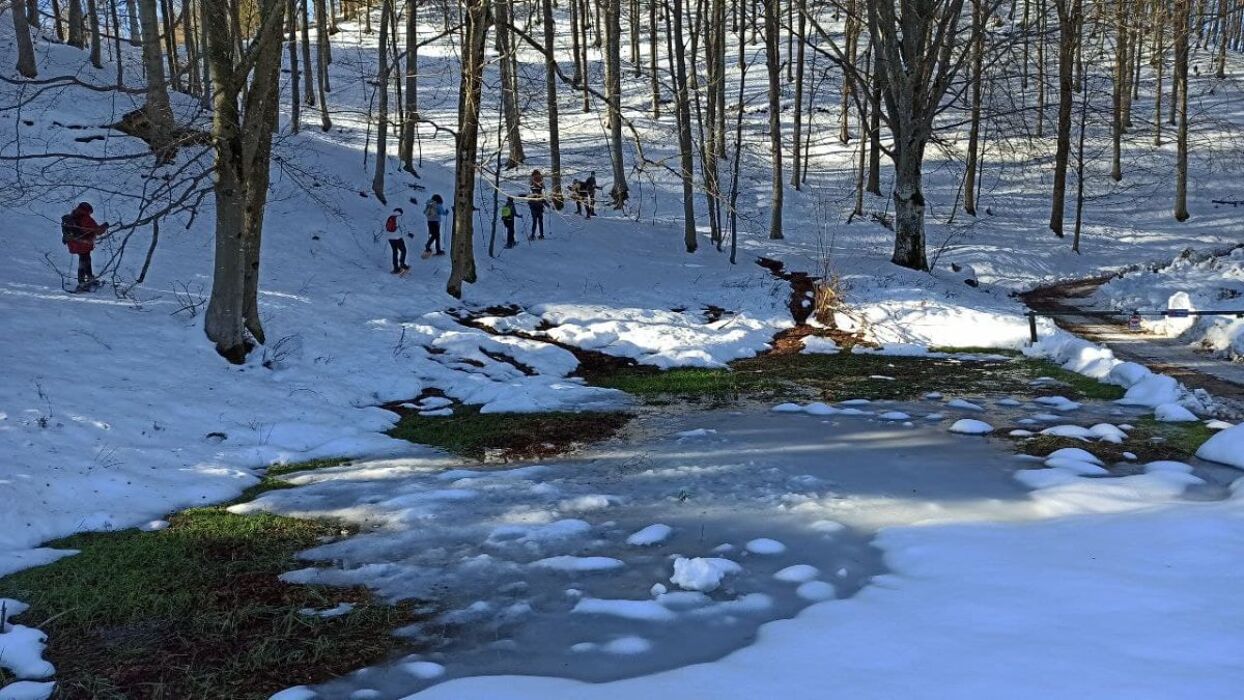 Ciaspolata lungo il Sentiero dei Grandi Alberi - Prima Parte - CIASPOLE NON INCLUSE (Principianti) Ciaspolata lungo il Sentiero dei Grandi Alberi - Prima Parte - CIASPOLE NON INCLUSE (Principianti) desktop picture
