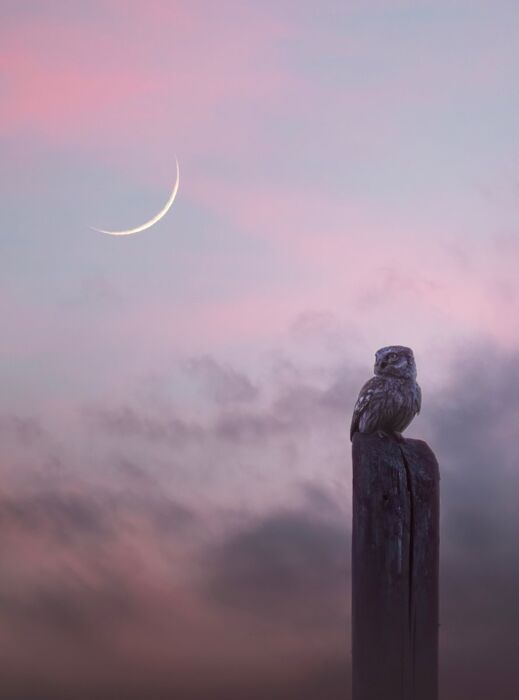 I Rapaci Notturni: come riconoscerli e vederli in natura (Online) I Rapaci Notturni: come riconoscerli e vederli in natura (Online) desktop picture