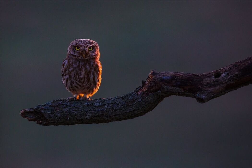 I Rapaci Notturni: come riconoscerli e vederli in natura (Online) I Rapaci Notturni: come riconoscerli e vederli in natura (Online) desktop picture