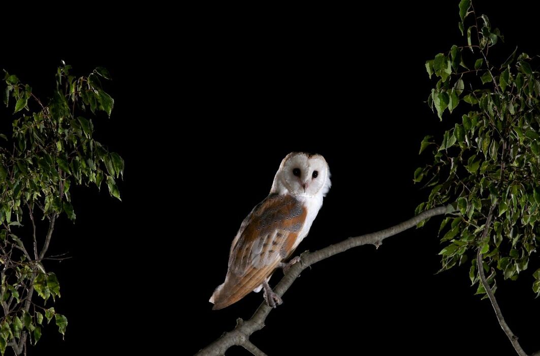 I Rapaci Notturni: come riconoscerli e vederli in natura (Online) I Rapaci Notturni: come riconoscerli e vederli in natura (Online) desktop picture