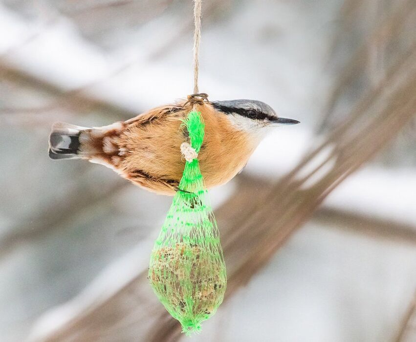 Birdgarden: come attirare gli uccelli nel nostro giardino (Online) Birdgarden: come attirare gli uccelli nel nostro giardino (Online) desktop picture