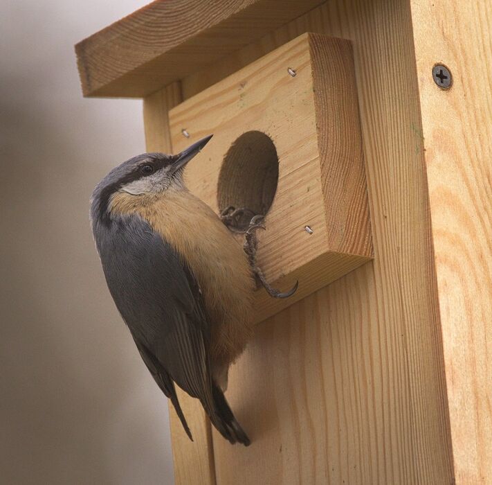 Birdgarden: come attirare gli uccelli nel nostro giardino (Online) Birdgarden: come attirare gli uccelli nel nostro giardino (Online) desktop picture
