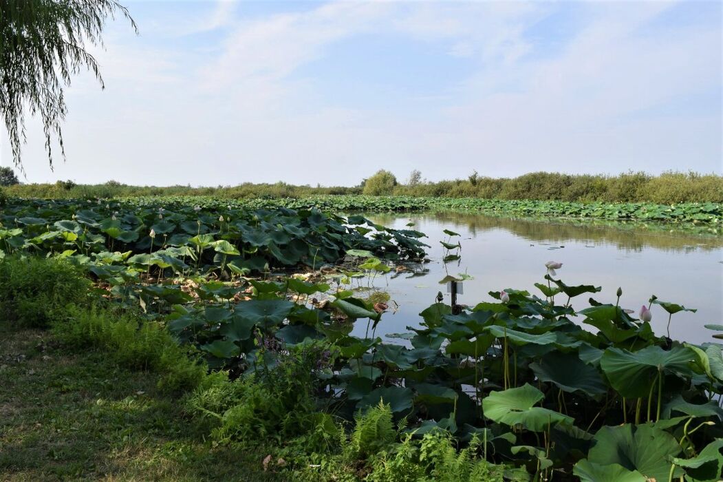 Passeggiata nelle Valli del Mincio per la Fioritura del Loto Passeggiata nelle Valli del Mincio per la Fioritura del Loto desktop picture