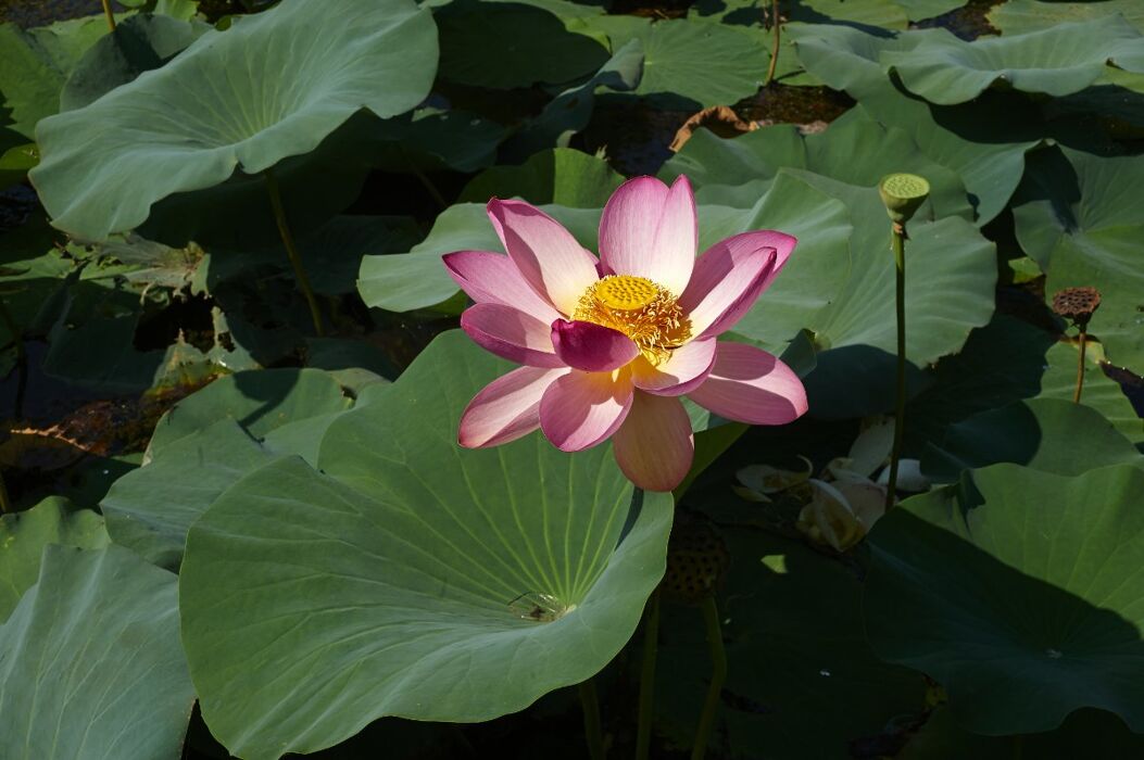 La "Thailandia" a Mantova: Tour in Barca per ammirare i Fiori di Loto La "Thailandia" a Mantova: Tour in Barca per ammirare i Fiori di Loto desktop picture