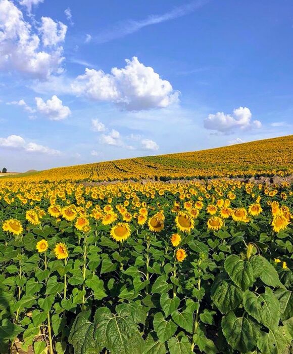 Preparazione al Cammino di Santiago (Online) Preparazione al Cammino di Santiago (Online) desktop picture