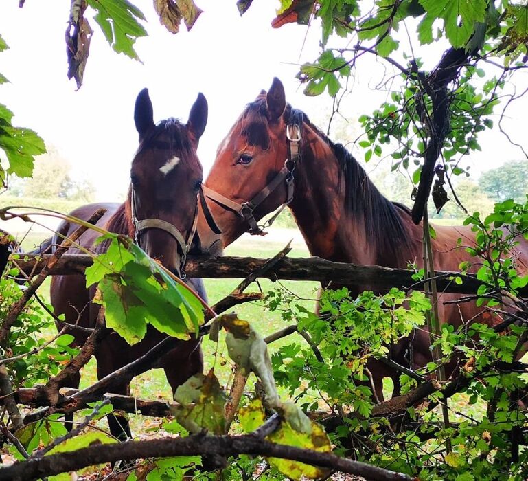 Shinrin-Yoku: Bagno di Bosco nel Parco dei Lagoni Shinrin-Yoku: Bagno di Bosco nel Parco dei Lagoni desktop picture