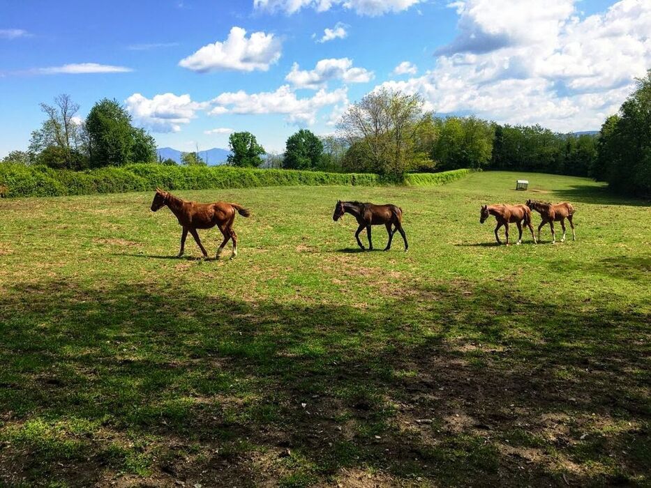 Shinrin-Yoku: Bagno di Bosco nel Parco dei Lagoni Shinrin-Yoku: Bagno di Bosco nel Parco dei Lagoni desktop picture
