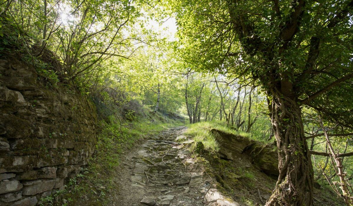 La Diga di Ridracoli: un Trekking nelle Foreste Casentinesi La Diga di Ridracoli: un Trekking nelle Foreste Casentinesi desktop picture