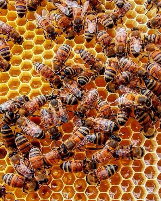 Visita Guidata tra Vigna, Cantina ed Alveari sulle Colline Bolognesi Visita Guidata tra Vigna, Cantina ed Alveari sulle Colline Bolognesi desktop picture