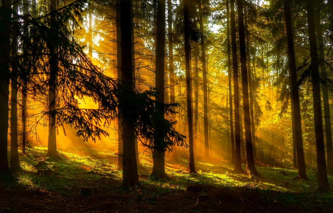 Camminata serale nel Bosco: il Monte Cuneo Camminata serale nel Bosco: il Monte Cuneo desktop picture
