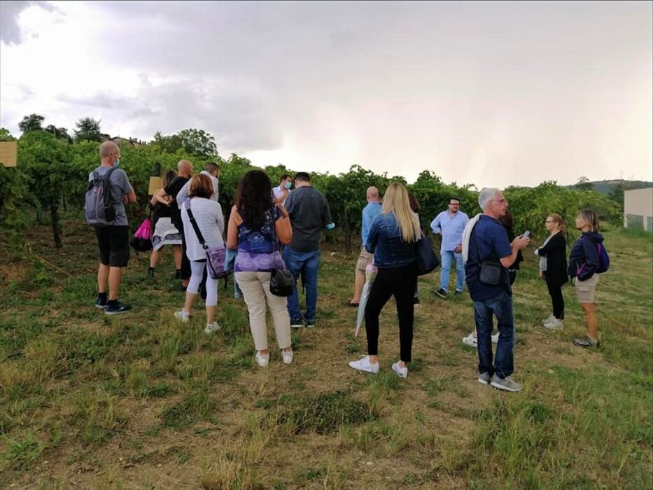 Degustazione al Tramonto tra i Filari Degustazione al Tramonto tra i Filari desktop picture