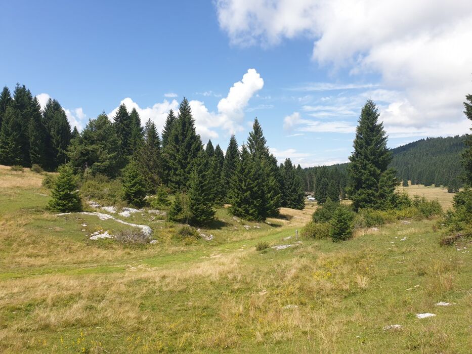 Bagno di Bosco Shinrin-Yoku in Alpe Cimbra Bagno di Bosco Shinrin-Yoku in Alpe Cimbra desktop picture