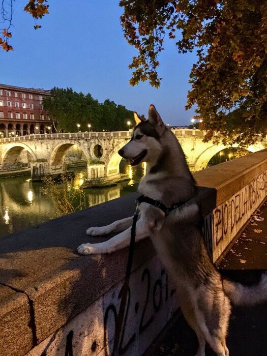 đ¶Passeggiata Archeologica Serale con gli Amici a Quattro Zampeđ¶ đ¶Passeggiata Archeologica Serale con gli Amici a Quattro Zampeđ¶ desktop picture