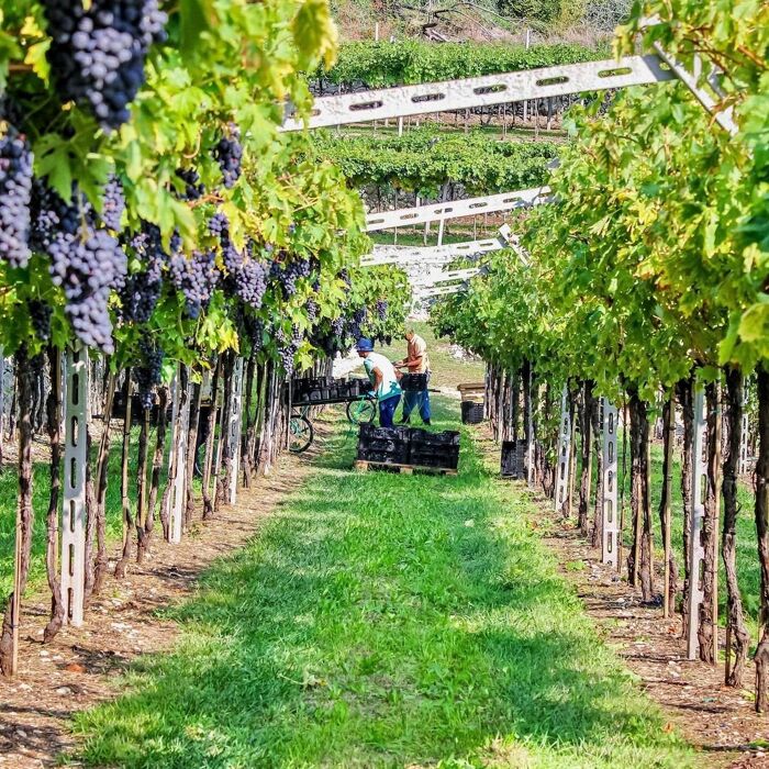 La Vendemmia in Monferrato: tra raccolta e degustazioni La Vendemmia in Monferrato: tra raccolta e degustazioni desktop picture
