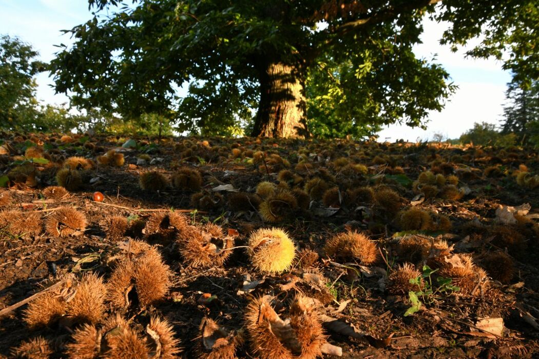 Tra funghi e castagni: Camminata autunnale nella Valle dell'Arbia Tra funghi e castagni: Camminata autunnale nella Valle dell'Arbia desktop picture