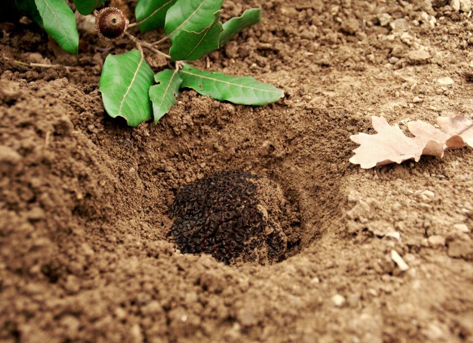 La Cerca del Tartufo: Escursione con Aperitivo nel Monferrato La Cerca del Tartufo: Escursione con Aperitivo nel Monferrato desktop picture