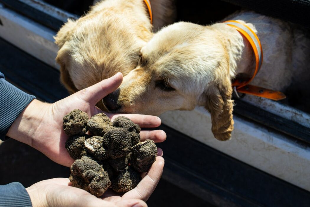 La Cerca del Tartufo: Escursione con Aperitivo nel Monferrato La Cerca del Tartufo: Escursione con Aperitivo nel Monferrato desktop picture