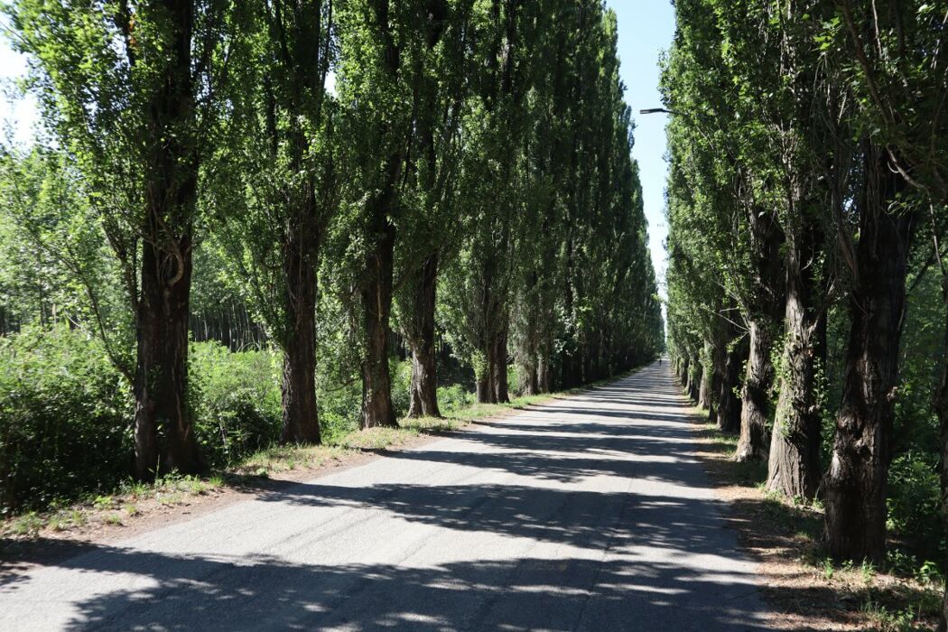 Tra Ligabue e i Gonzaga: Trekking lungo le rive del Grande Fiume Tra Ligabue e i Gonzaga: Trekking lungo le rive del Grande Fiume desktop picture