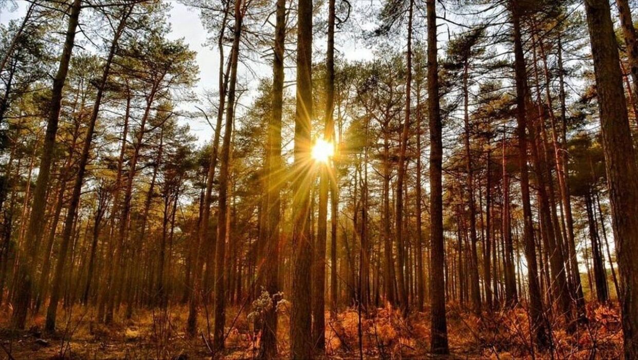 Passeggiata e cena al sacco al chiaro di luna nel Parco del Lura Passeggiata e cena al sacco al chiaro di luna nel Parco del Lura desktop picture