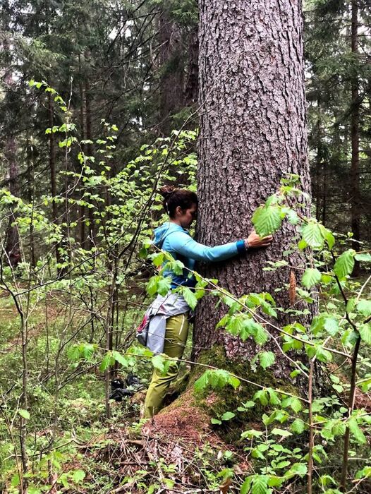 Bagno di Foresta fra i maestosi faggi ed abeti del Cansiglio Bagno di Foresta fra i maestosi faggi ed abeti del Cansiglio desktop picture