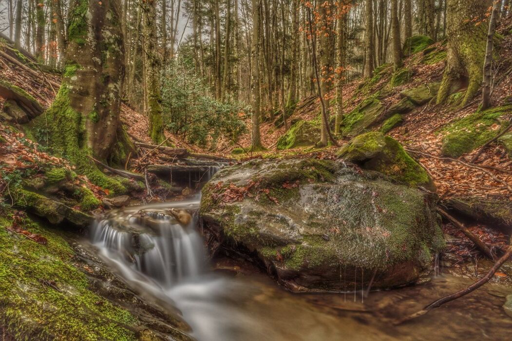 Escursione autunnale tra le secolari Foreste di Vallombrosa Escursione autunnale tra le secolari Foreste di Vallombrosa desktop picture
