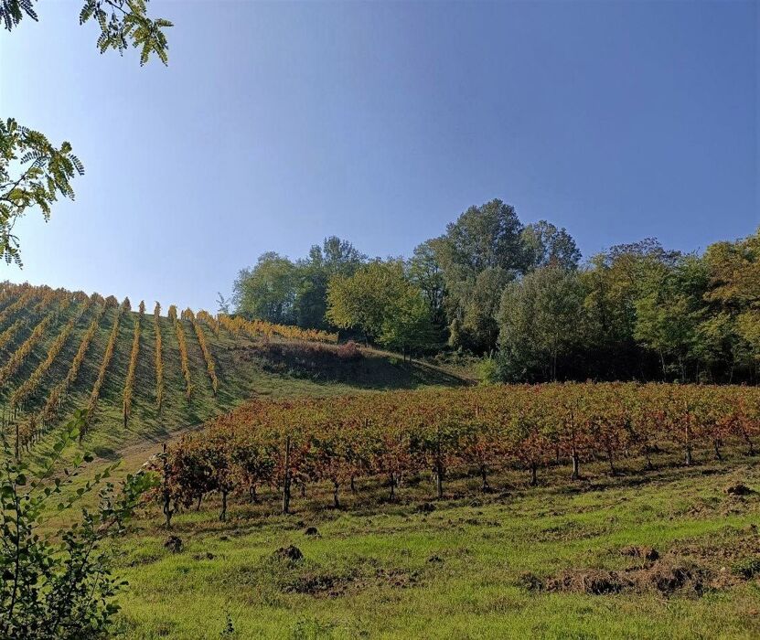 Escursione tra vigneti e fossili: i tesori di Montescano Escursione tra vigneti e fossili: i tesori di Montescano desktop picture